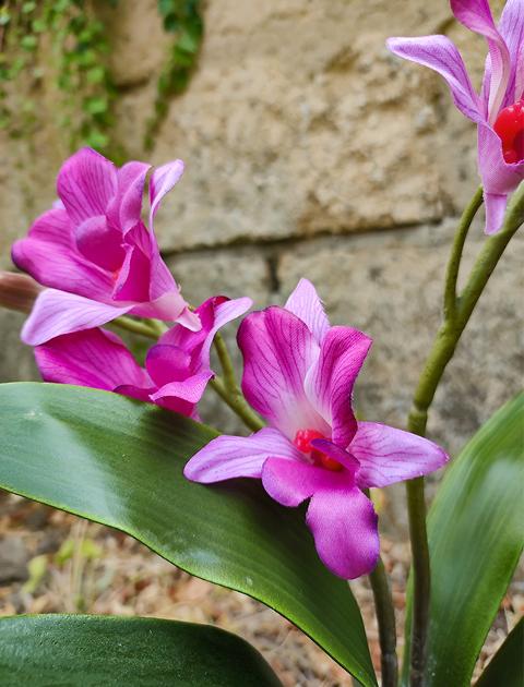 Orchidea Dendrobie con vaso H 40 cm in diversi colori Sconti per Fioristi, Wedding e Aziende .