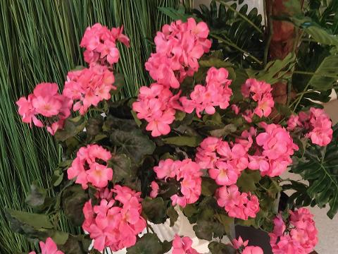 Geranio Cadente H 56 Lux - Sconti per Fioristi e Aziende Fiorissima in poliester vellutato