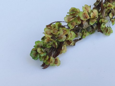 Dudinea Stabilizzata  H 60- Sconti per Fioristi e Aziende - Colorata