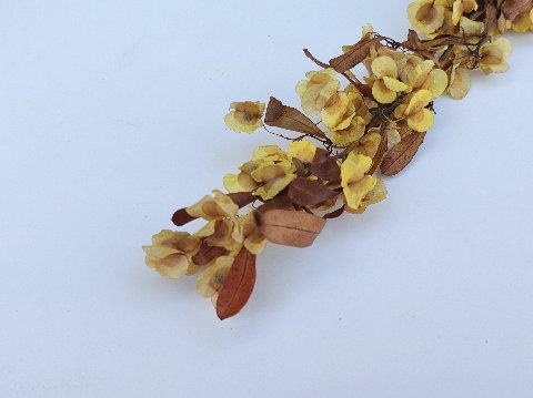Dudinea Stabilizzata  H 60- Sconti per Fioristi e Aziende - Colorata
