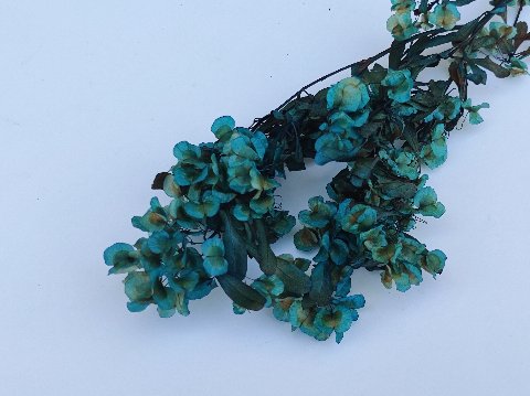 Dudinea Stabilizzata  H 60- Sconti per Fioristi e Aziende - Colorata