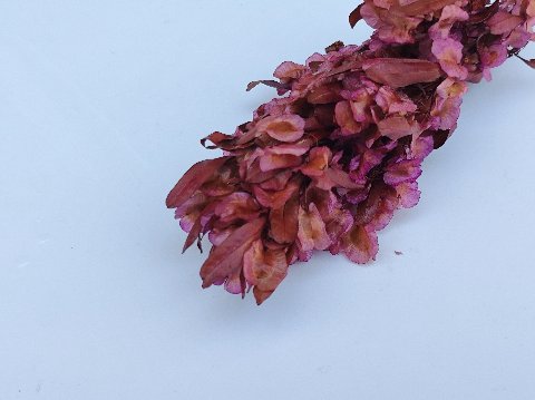 Dudinea Stabilizzata  H 60- Sconti per Fioristi e Aziende - Colorata