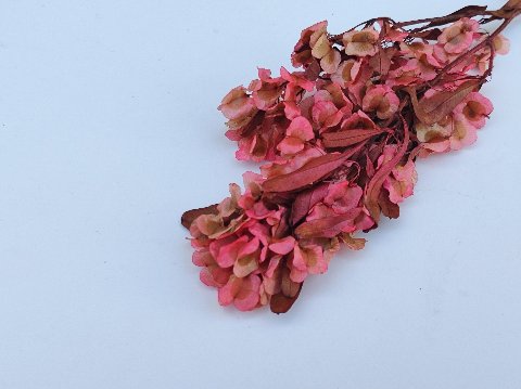 Dudinea Stabilizzata  H 60- Sconti per Fioristi e Aziende - Colorata