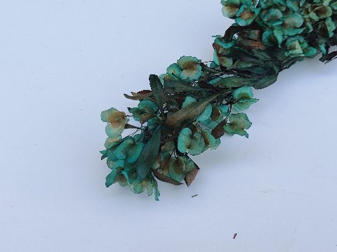 Dudinea Stabilizzata  H 60- Sconti per Fioristi e Aziende - Colorata