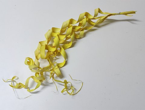 Ricciolo di canna x 5 - Sconti per Fioristi e Aziende  -H 60 Diversi colori