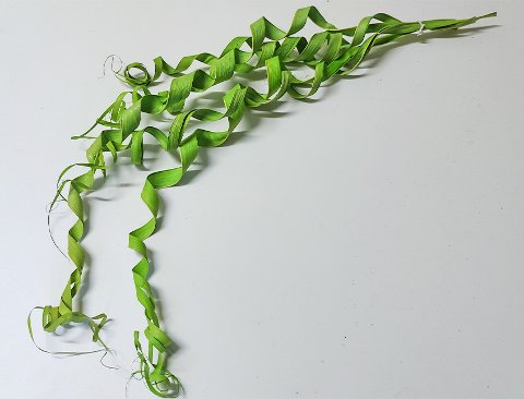 Ricciolo di canna x 5 - Sconti per Fioristi e Aziende  -H 60 Diversi colori