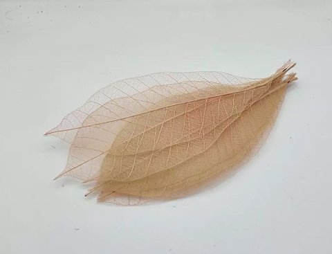 Foglie Magnolia Scheletrite  - Sconti per Fioristi e Aziende -Busta da 25 foglie Colorate