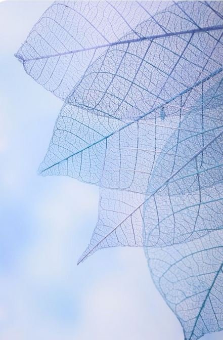 Foglie Scheletrite a cuore x 100 naturali colorate - Sconti per Fioristi e Aziende