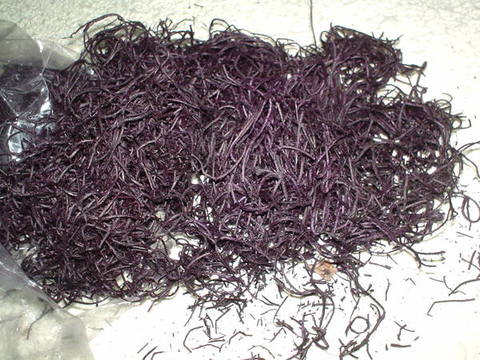 Tillanzia Stabilizzata gr. 300 (Forest Moss) - Sconti per Fioristi e Aziende