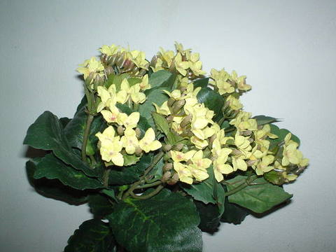 Calanchoe bush x 5 in poliester - Sconti per Fioristi e Aziende