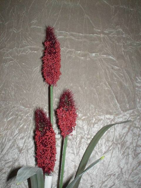 Pussy Willow x 3 H 90 - Sconti per Fioristi e Aziende - Diversi colori