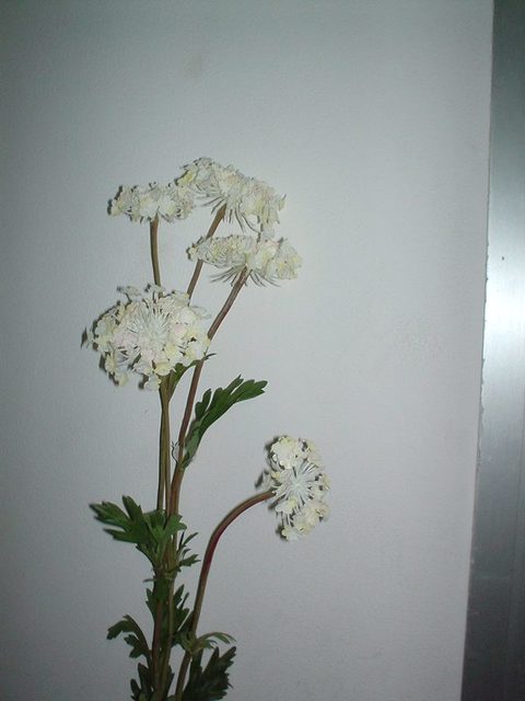 Queen Anne's Lace x 3  H 84 - Sconti per Fioristi e Aziende - In poliester