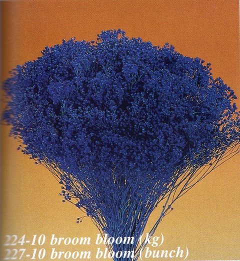 Broom Bloom Naturale colorato Gr. 100 - Sconti per Fioristi e Aziende