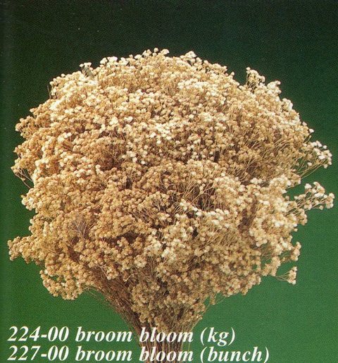 Broom Bloom Naturale colorato Gr. 100 - Sconti per Fioristi e Aziende