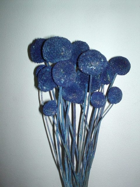 Craspedia Globosa Colorata- Bill Botton Stabilizzato - Sconti per Fioristi e Aziende