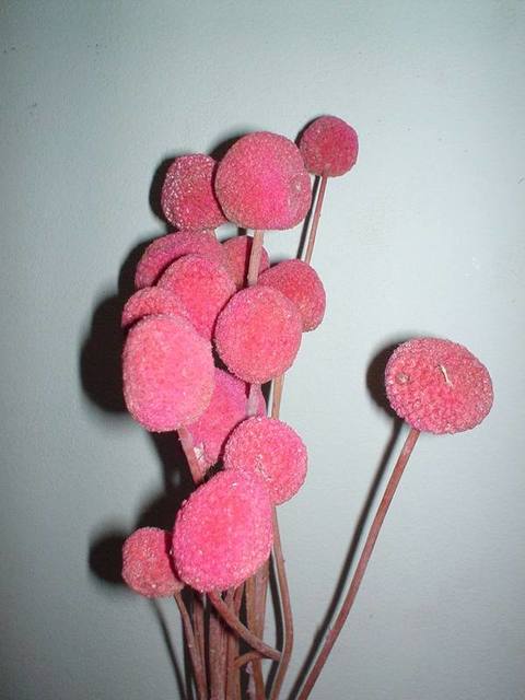 Craspedia Globosa Colorata- Bill Botton Stabilizzato - Sconti per Fioristi e Aziende
