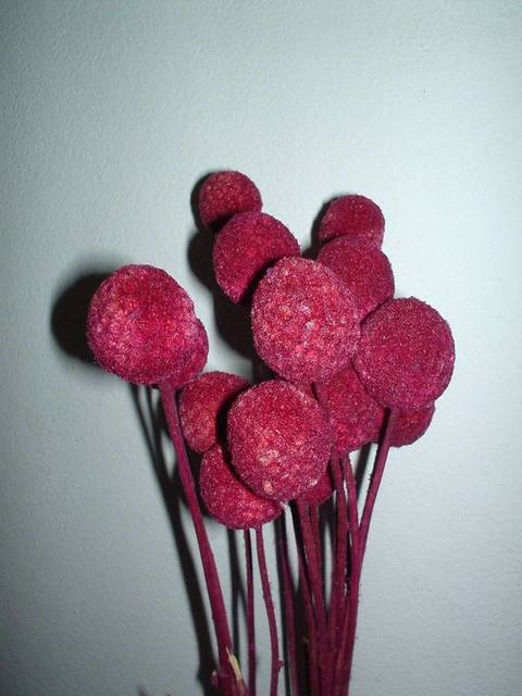 Craspedia Globosa Colorata- Bill Botton Stabilizzato - Sconti per Fioristi e Aziende