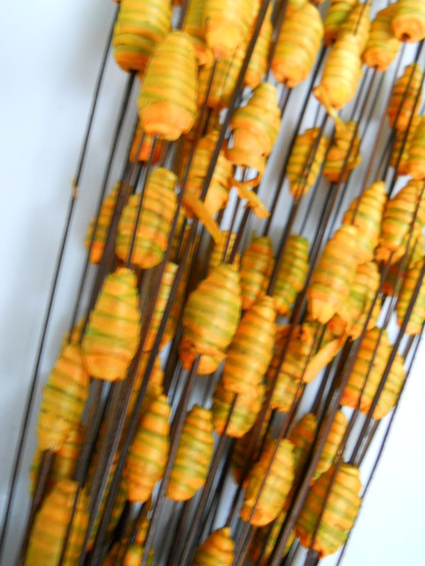 Zebra Ting x 50 steli naturali - Sconti per Fioristi e Aziende