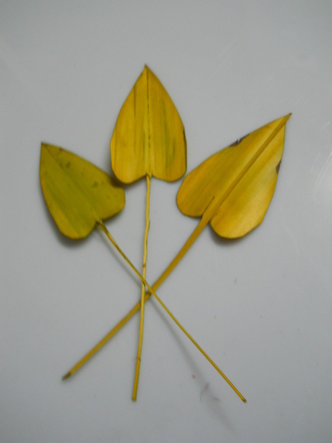 Foglie Naturali x 50 Arrows  - Sconti per Fioristi e Aziende - Tagliate a cuore