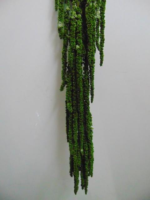 Amaranthus caudatum stabilizzato - Sconti per Fioristi e Aziende . - H 90/110