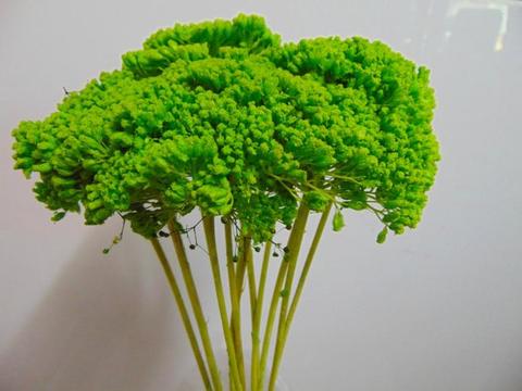 Akillea filipendulina x 10 naturale - Sconti per Fioristi e Aziende . -  colorata