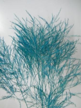 Asparago Vergatus Naturale Preservato Mazzo da gr. 100 - Sconti per Fioristi e Aziende