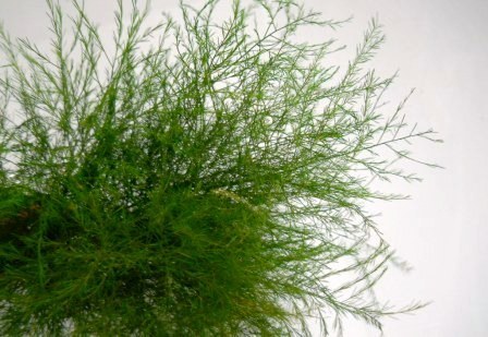 Asparago Vergatus Naturale Preservato Mazzo da gr. 100 - Sconti per Fioristi e Aziende