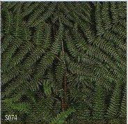 Felce di Bosco Preservata  x 10 - Sconti per Fioristi e Aziende