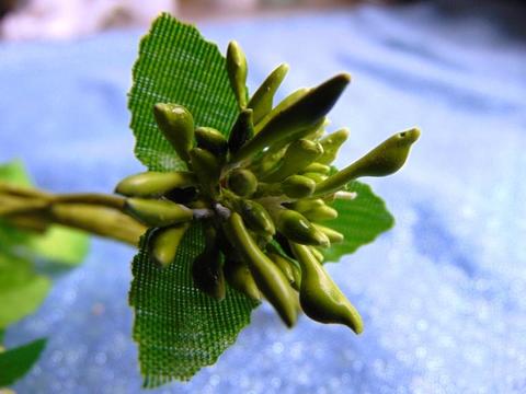 Pistilli x 12  Madreperla - Sconti per Fioristi e Aziende