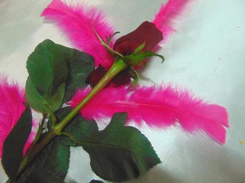 Piume colorate H 17 cm  - Sconto per Fioristi e Aziende -  confezione da 80 piume