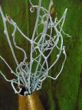 Kiwi H 100  rami naturali x 10 - Sconti per Fioristi e Aziende