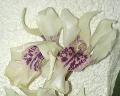 Pianta di Orchidea Oncidium Artificiale H 45 - Sconti per Fioristi e Aziende