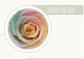 Bocciolo di Rosa Preservata Premium  cm. 6,5 - Box da 6 rose - Sconti per Fioristi e Aziende e Wedding