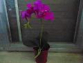 Orchidea Plant x 2 H 35 in real touch - Sconti per fioristi e aziende