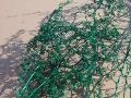 Asparagus Mediterraneo Stabilizzato H 120 - Sconti per Fioristi e Aziende