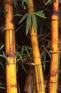 Canne di bamboo naturale  altezze e diametri diversi - Sconti per Fioristi e Aziende