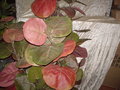 Sea Grape x 2 con 14 foglie - Sconti per Fioristi e Aziende - Artificiale in Poliestere