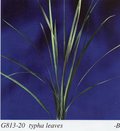 Palm Sun Stabilizzato Naturale H 130 Conf. 10 foglie - Sconti per Fioristi e Aziende
