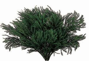 Erica Moss stabilizzata - Licopodium  busta da Gr 500 - Sconti per Fioristi e Aziende