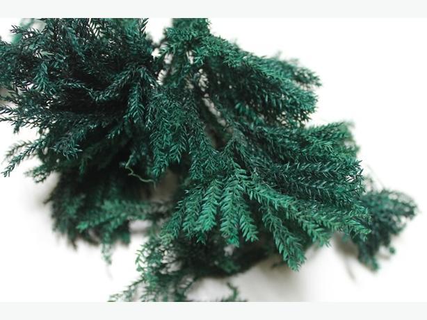 Erica Moss stabilizzata - Licopodium  busta da Gr 500 - Sconti per Fioristi e Aziende