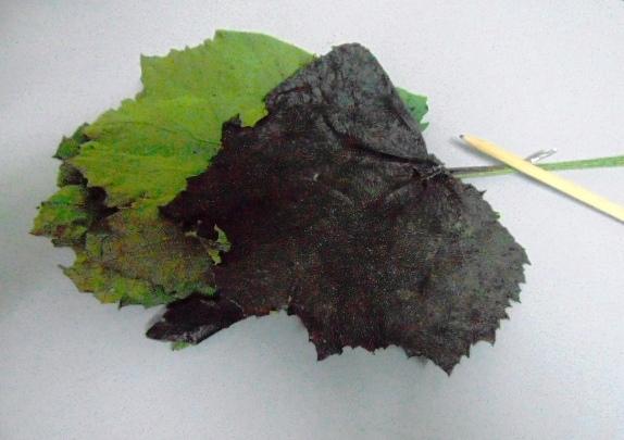 Foglie di Pioppo Preservate - Sconti per Fioristi e Aziende - Busta da 8 foglie