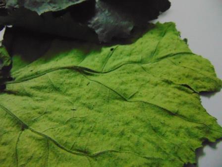 Foglie di Pioppo Preservate - Sconti per Fioristi e Aziende - Busta da 8 foglie