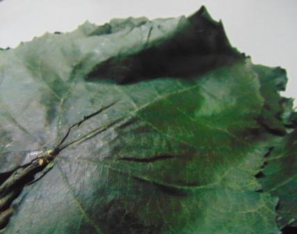 Foglie di Pioppo Preservate - Sconti per Fioristi e Aziende - Busta da 8 foglie