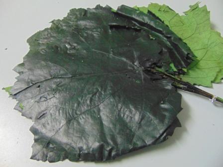 Foglie di Pioppo Preservate - Sconti per Fioristi e Aziende - Busta da 8 foglie