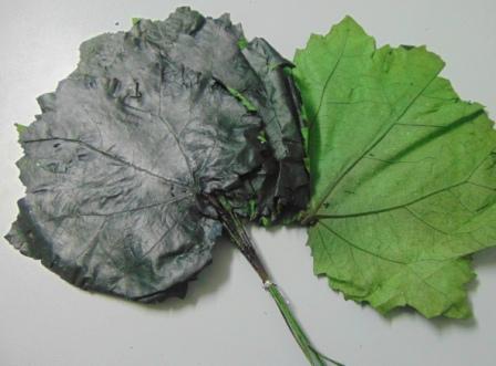 Foglie di Pioppo Preservate - Sconti per Fioristi e Aziende - Busta da 8 foglie
