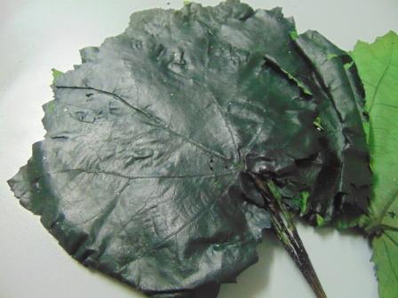 Foglie di Pioppo Preservate - Sconti per Fioristi e Aziende - Busta da 8 foglie