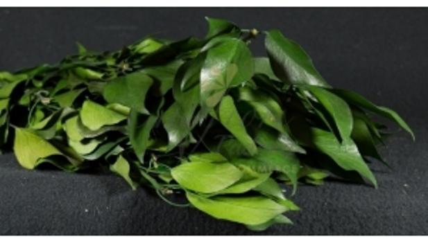 Edera Araba Preservata  - Sconti per Fioristi e Aziende Mazzo gr. 150