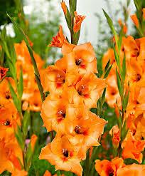 Gladiolo Artificiale H 108 x 10 fiori - Sconti per Fioristi e Aziende . -In poliestere