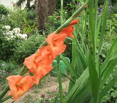 Gladiolo Artificiale H 108 x 10 fiori - Sconti per Fioristi e Aziende . -In poliestere