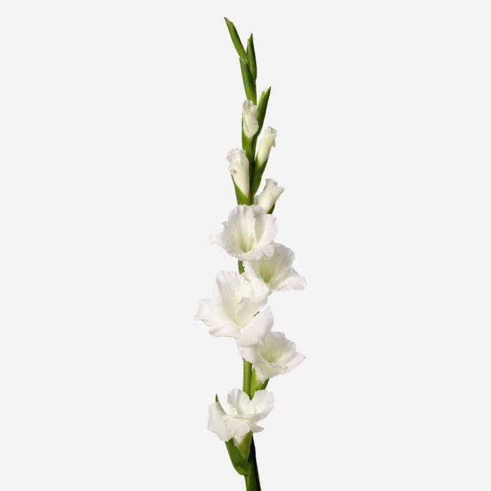 Gladiolo Artificiale H 108 x 10 fiori - Sconti per Fioristi e Aziende . -In poliestere